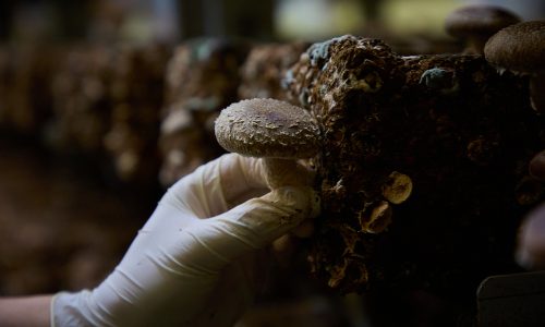 8bec7d8c47a354db2f59de15e1d3acd4